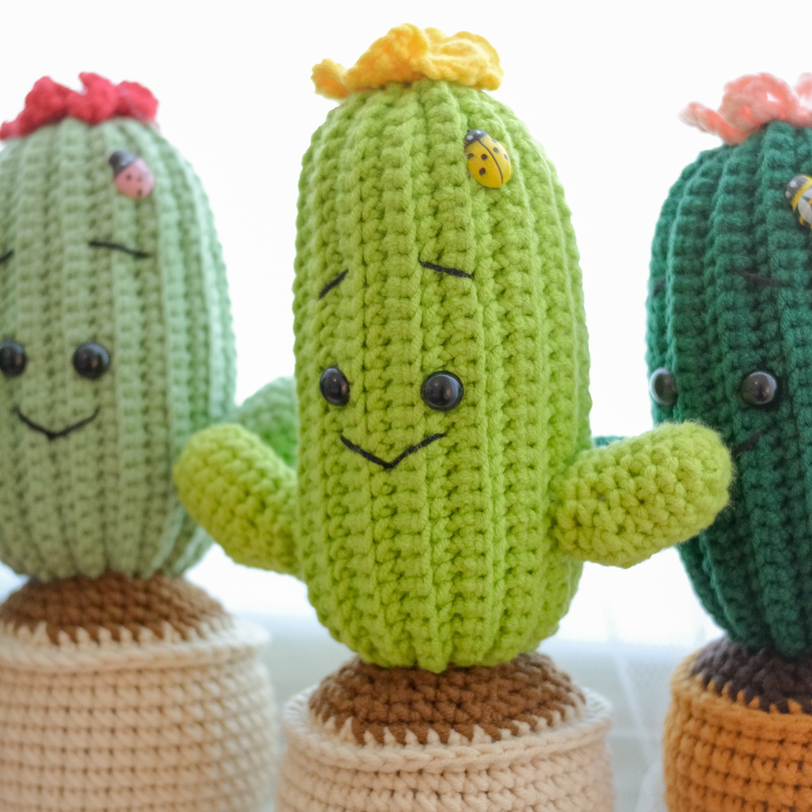 Joy Cactus