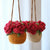 Rose Hanging Plant